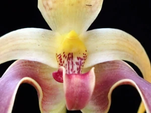 Bild von Bulbophyllum auriculatum garay 8